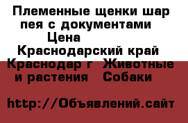 Племенные щенки шар пея с документами › Цена ­ 10 000 - Краснодарский край, Краснодар г. Животные и растения » Собаки   